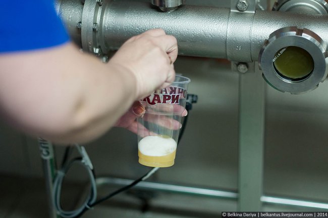 Как производят пиво в Алтайском крае