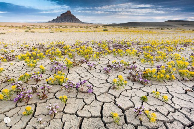 Взрыв цветов в пустыне
