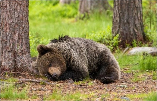Медвежата шалят пока медведица спит
