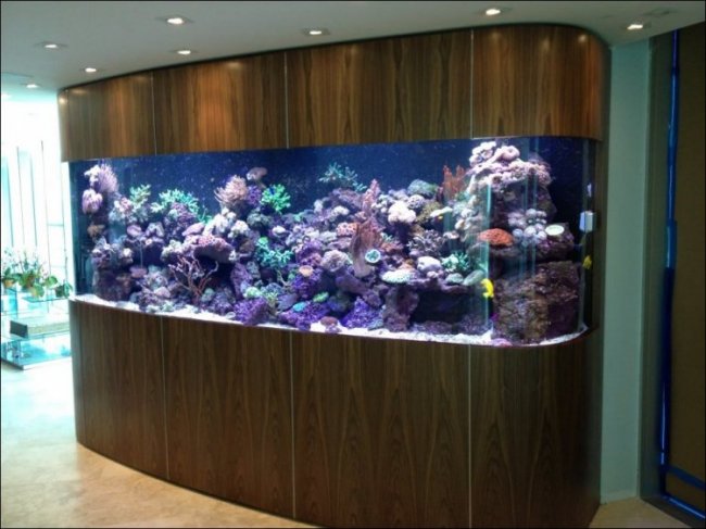30 удивительных аквариумов