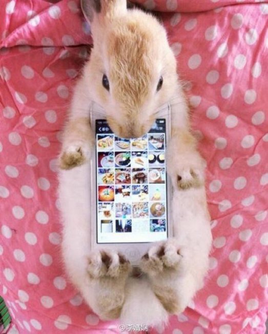Кролики со смартфонами