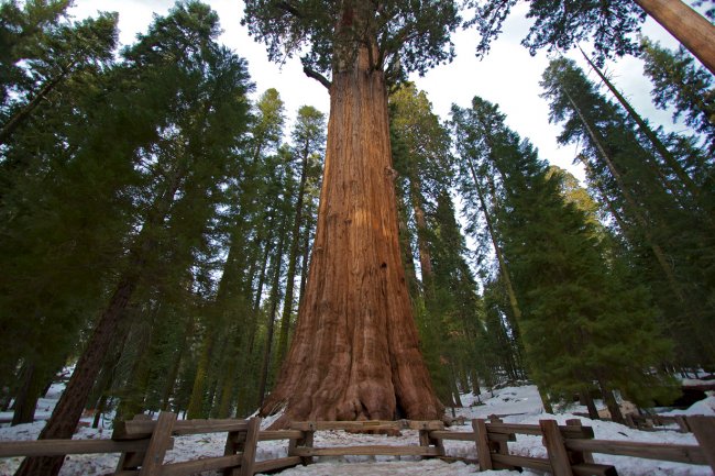 Самые высокие деревья в мире