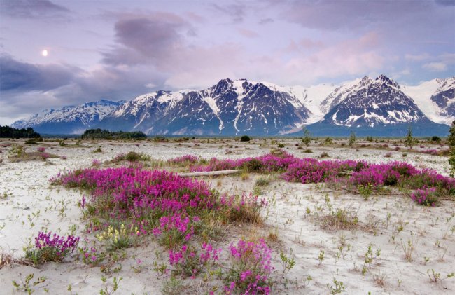 Удивительные фотографии дикой природы Аляски