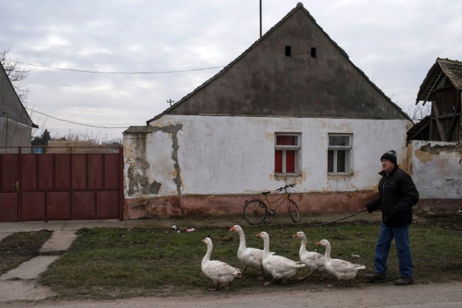 Гусиные бои в сербском селе Мокрин