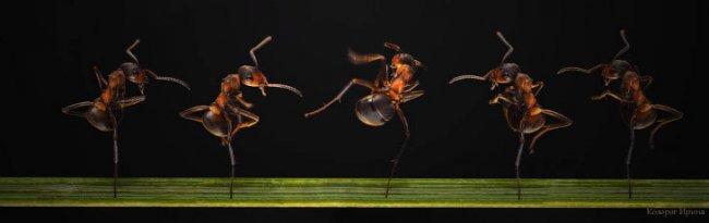 На языке муравья