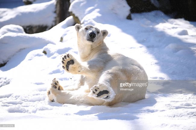 Международный день белого медведя