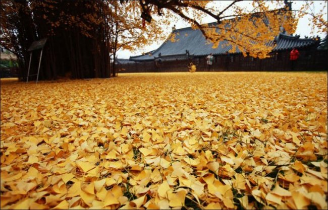 Золотая листва 1400-летнего дерева Гинкго