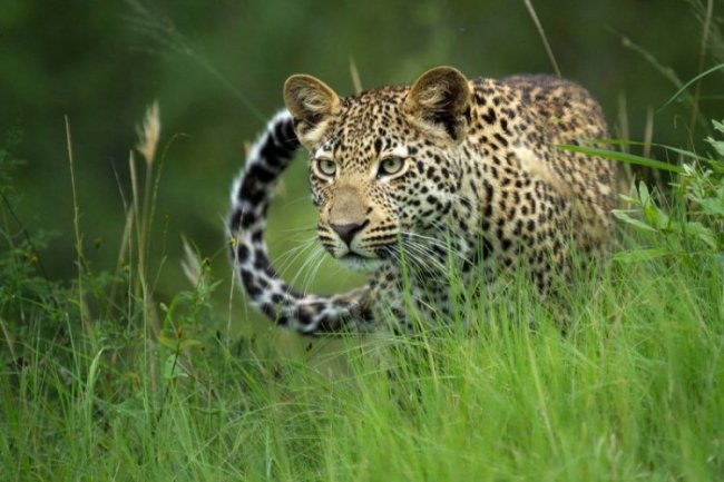 Животные Африки на снимках лучшего фотографа года