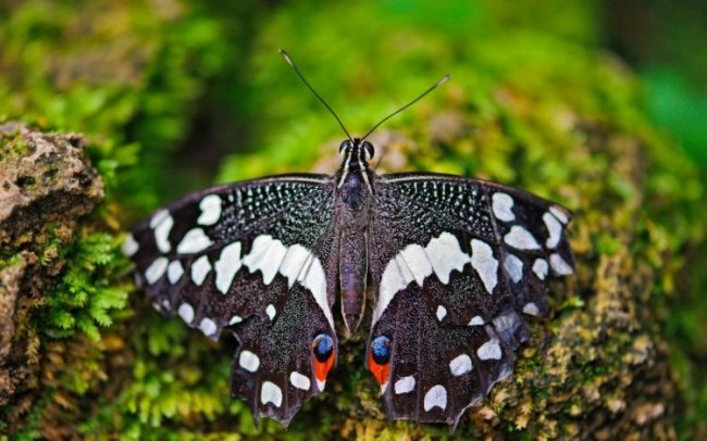 Красивые фотографии с бабочками