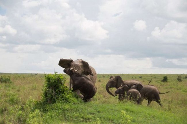 Трагическая встреча слона и буйвола