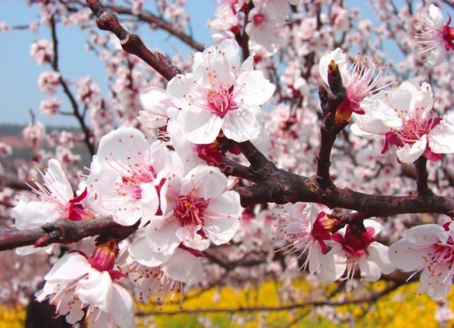 Потрясающие виды Китая в абрикосовом цвету