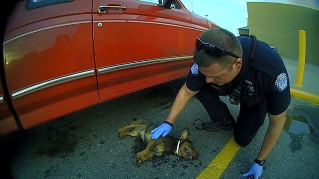 Полицейские спасли щенка