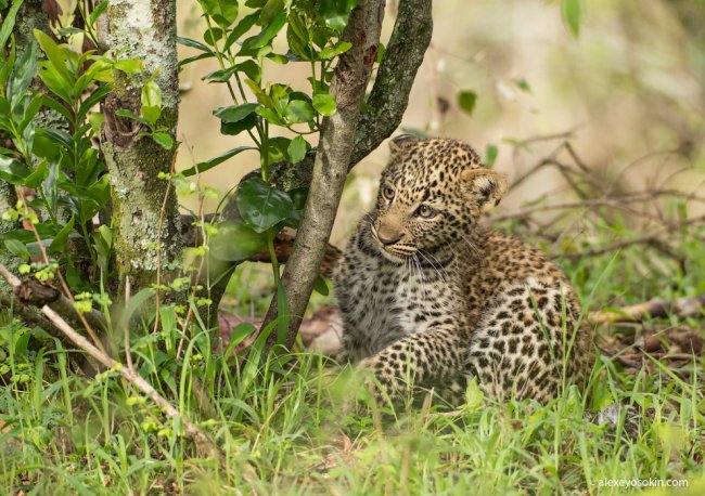 10+ интересных фактов о леопардах