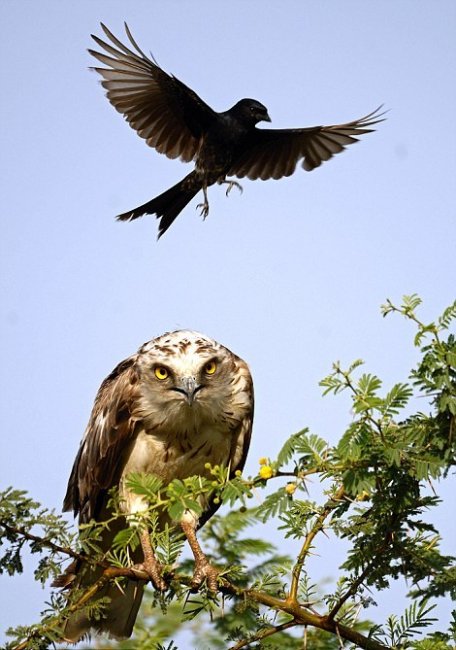 Храбрая ворона пытается отогнать орла от гнезда