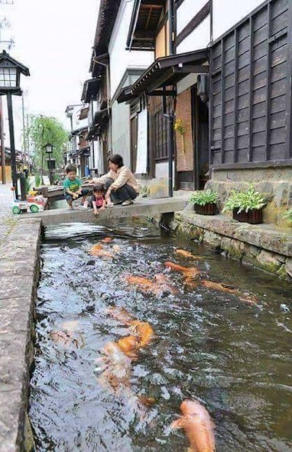 В японских сточных канавах живет рыба