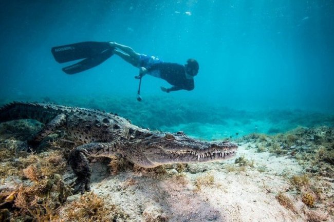 Подарок на 14-летие: плавание с крокодилами