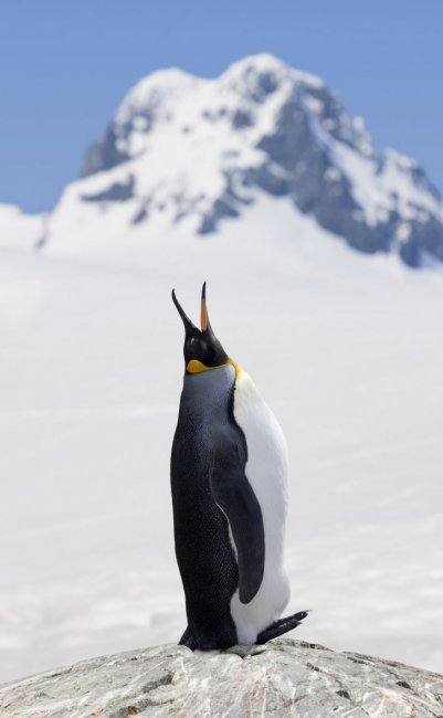 Всемирный день пингвинов 2017