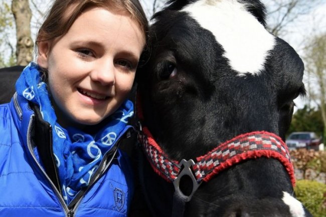 13-летняя школьница берет барьеры на корове
