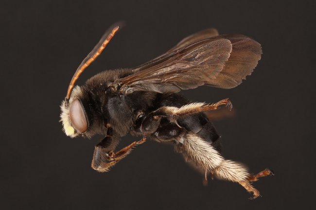 Макроснимки пчёл