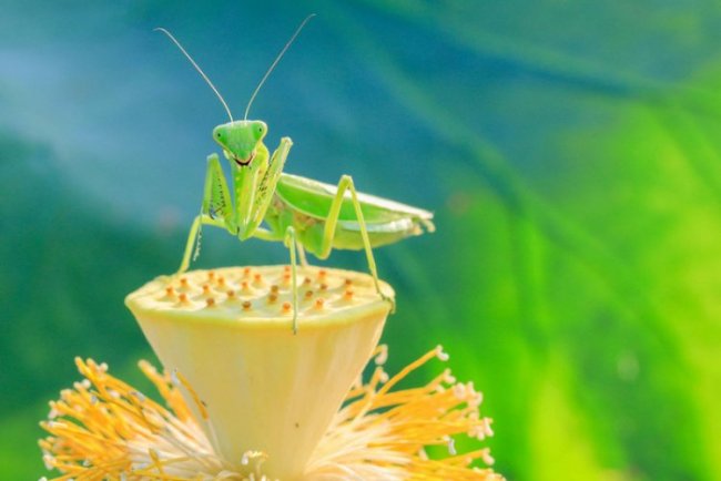 Подборка интересных фотографий с насекомыми