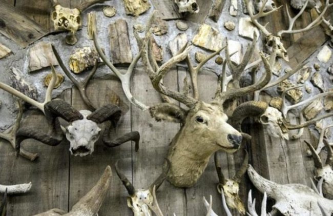 Американец собрал коллекцию из 15 000 рогов