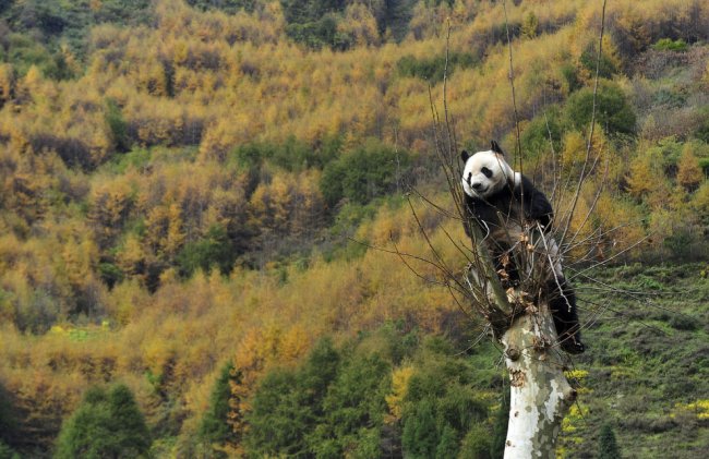 Резерваты гигантской панды в провинции Сычуань