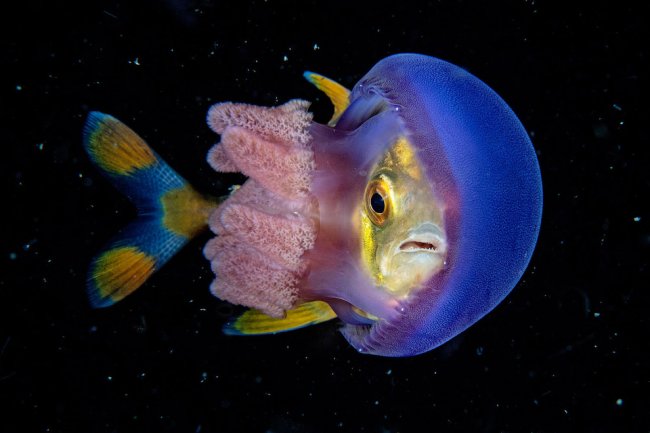 Победители конкурса подводной фотографии 2018