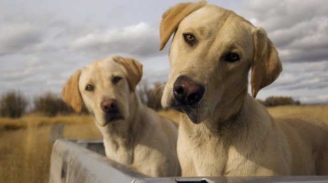 Вторая жизнь: сколько стоит и зачем нужно клонирование собак