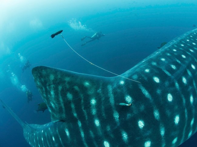 Заплыв с самой крупной в мире акулой