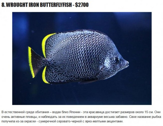 10 самых дорогих тропических рыбок