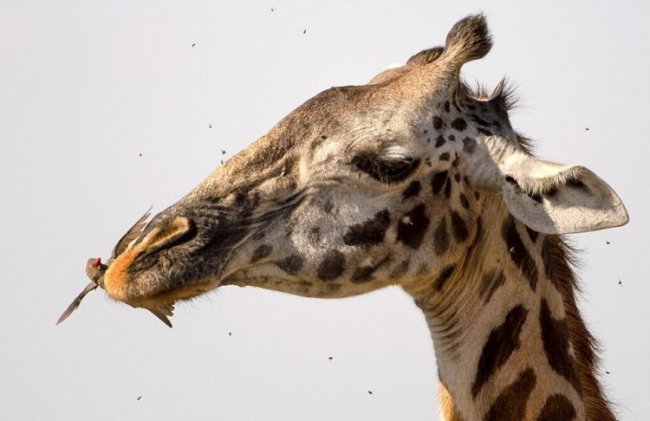 Как жирафы чистят зубы