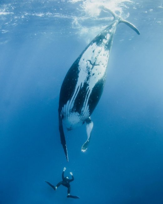 Невероятная фотосессия кита с человеком