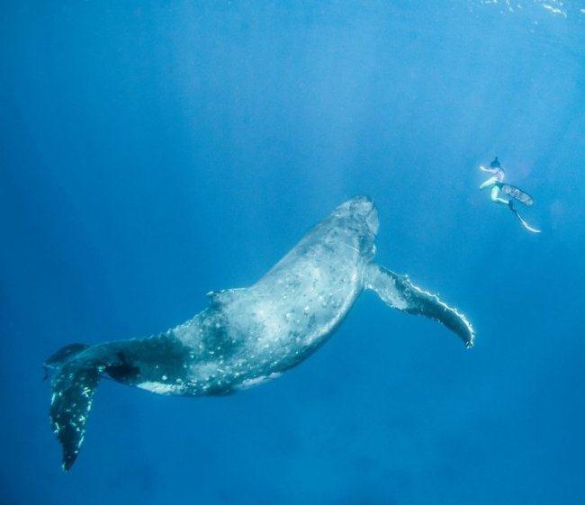 Невероятная фотосессия кита с человеком