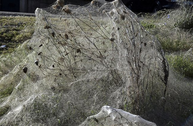 Полчища пауков захватили побережье в Греции