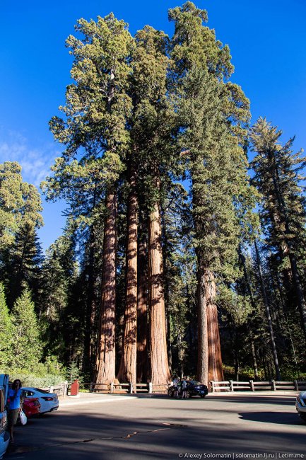 Самые большие деревья в мире