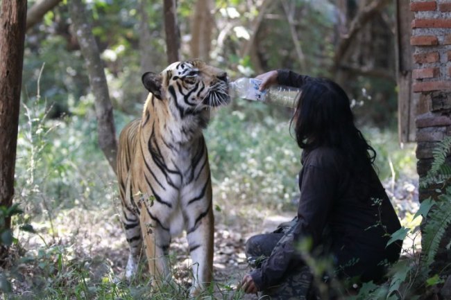Индонезийская учительница 10 лет живет с тигрицей