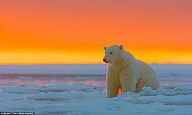 Белые медведи и закат на Аляске