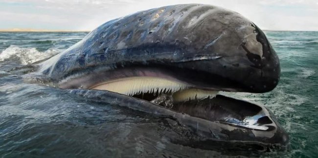Рыбаки выловили самое крупное животное, больше которого, возможно, не было в истории Земли