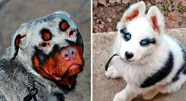 8 удивительных собак с необычным окрасом