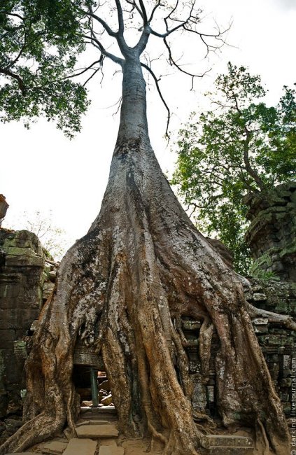 Камбоджийский храм Та Пром (Ta Prohm) и гигантские деревья