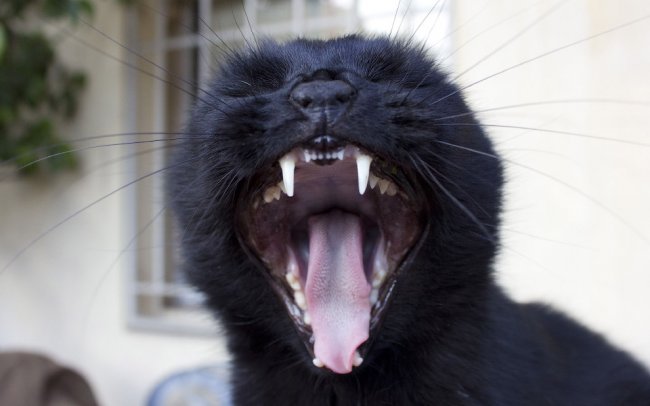 Черные пантеры — это просто кошки размера XXL