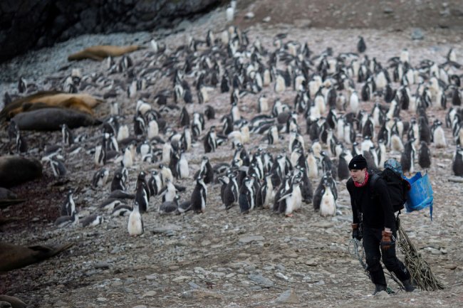 Перепись пингвинов в Антарктиде