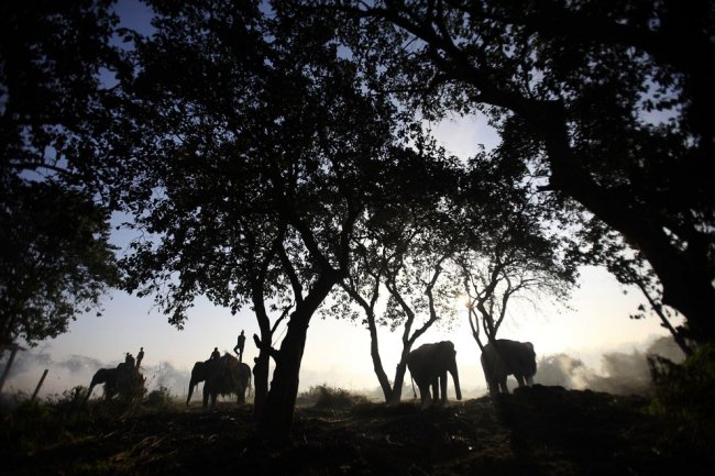 Слоны из Национального парка Читван в Непале
