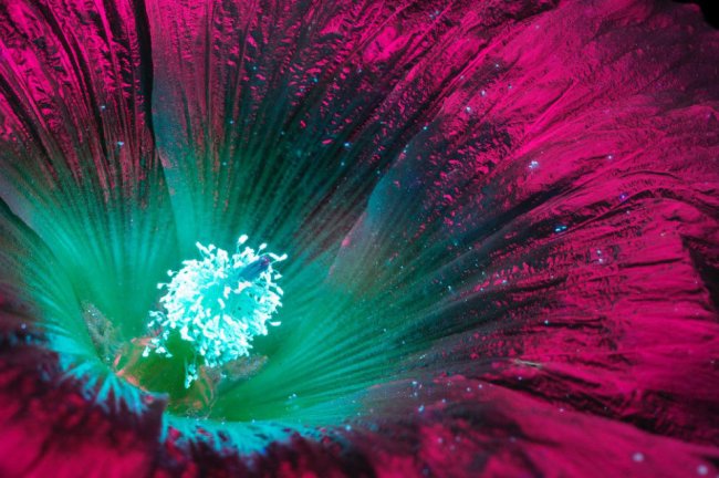 Космические цветы: съемка в ультрафиолете