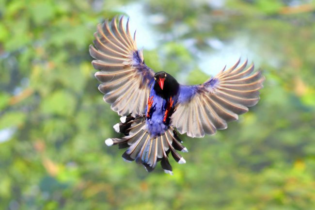 Потрясающие птицы