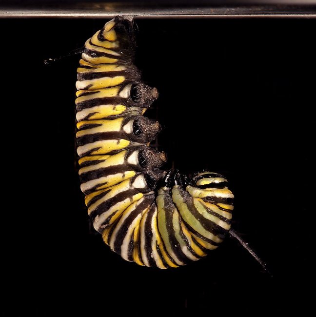 Рождение бабочки монарха