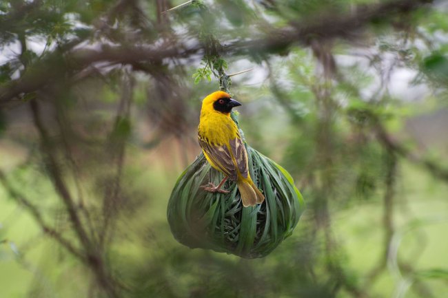 Птичий конкурс Audubon Photography Awards 2020