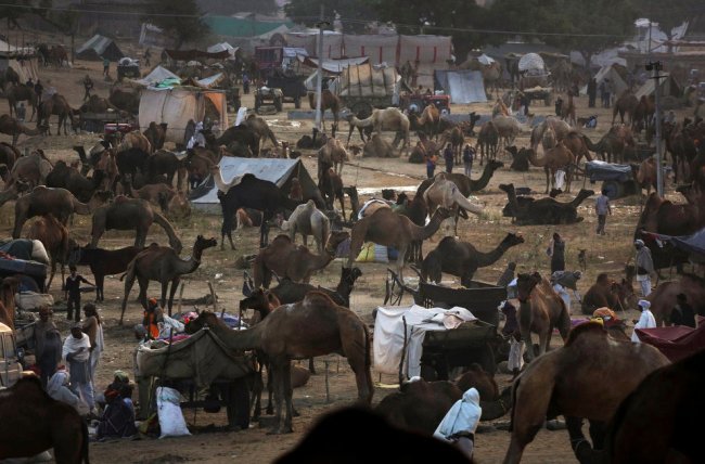 Самая большая в мире ярмарка верблюдов
