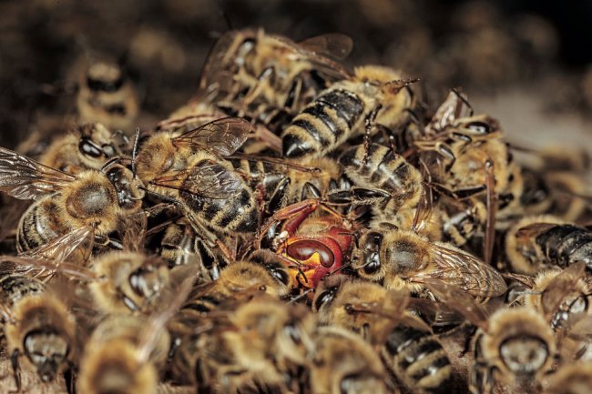 Тайны диких пчел: уникальные фотографии