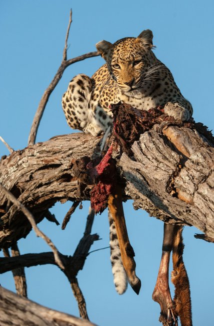 Леопарды из Ботсваны